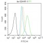 HSP70 Rabbit pAb